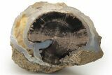 Long, Petrified Wood (Schinoxylon) Limb - Blue Forest, Wyoming #222183-1